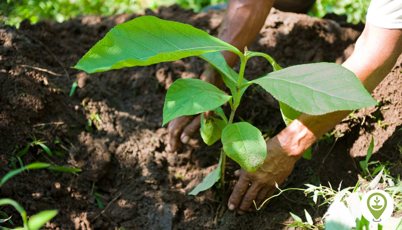 6 Ways To Plant More Trees This Year EcoMatcher