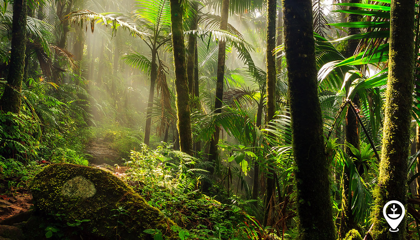 Why Is the  Rainforest Important?