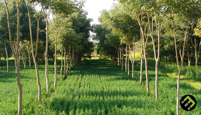 What is Agroforestry? - EcoMatcher