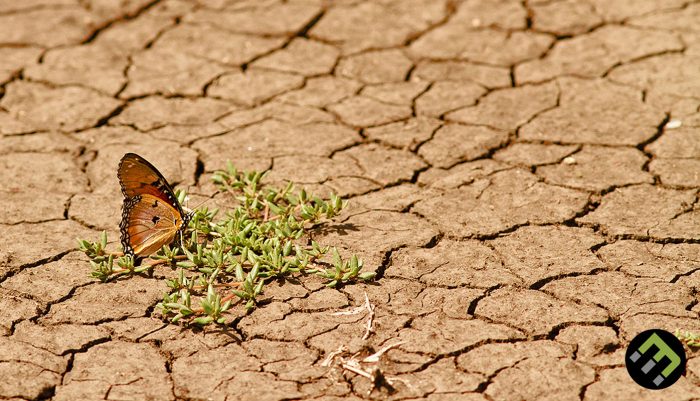 Desertification: What It Means And Why It Matters - EcoMatcher